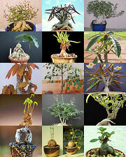 Bonsai plants mix d'occasion  Expédié en Belgium