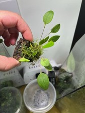 custom vivarium for sale custom vivarium for sale UK