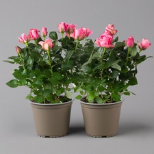 Rose dunkelrosa topf gebraucht kaufen  Deutschland