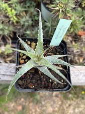 Deuterocohnia longipetala rare d'occasion  Toulouse-
