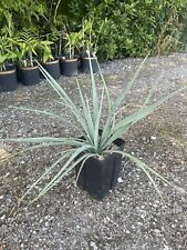 Yucca madrensis 4.5 for sale  ASHFORD