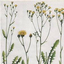 Crepis 360 plant d'occasion  Expédié en Belgium