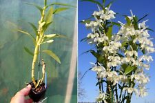 Dendrobium nobile var. usato  Spedire a Italy
