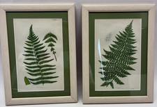 Antique 1890 botanical for sale  New Braunfels