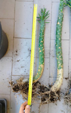 Opuntia subulata 50cm usato  San Giorgio a Cremano