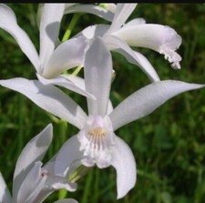 Bletilla striata alba usato  Italia