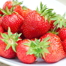 Strawberry flamenco bare for sale  UK