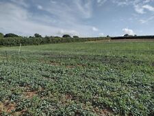 Curly kale plants for sale  LISKEARD