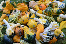 Flower gourd warty for sale  PETERSFIELD