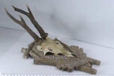 Roe deer antlers for sale  UTTOXETER
