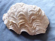 Large heavy tridacna for sale  WILMSLOW