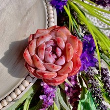 Echeveria orange monroerare for sale  Edison