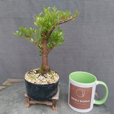 Beautiful satsuki azalea for sale  BANGOR