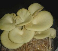 Yellow golden oyster for sale  Aberdeen