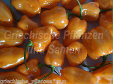 Habanero orange chili for sale  Shipping to Ireland