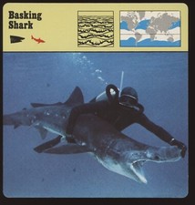 Basking shark safari for sale  Waupun