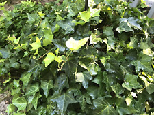 English ivy shade for sale  Tatum