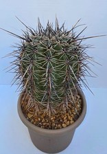 Carnegiea gigantea cactus usato Carnegiea gigantea cactus usato  Supersano