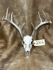 Nice whitetail deer for sale  Harper