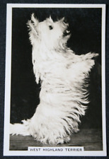 Cartão fotográfico vintage 1939 West Highland White Terrier KD16M comprar usado  Enviando para Brazil