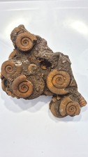 Fossil unknow specie usato  San Martino Dall Argine