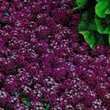 60+ Noites Orientais Marrom Doce Perfumado Alyssum/Sementes de Flores Perenes comprar usado  Enviando para Brazil