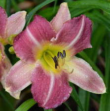 Daylily hemerocallis kings for sale  COLEFORD