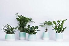 Combo plant indoor for sale  Modesto