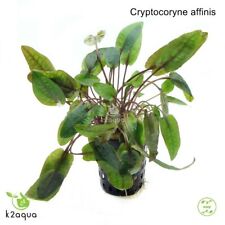 Cryptocoryne affinis red for sale  HOUNSLOW