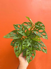 Monstera adansonii pot for sale  Homestead