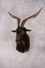 Black goat shoulder for sale  Wrightstown