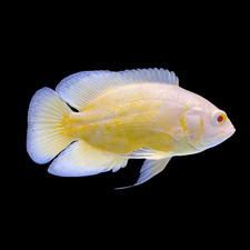 Live lemon oscar for sale  Haslet