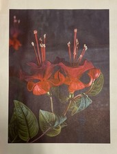 Lot fuchsia lithographs for sale  Los Angeles