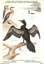 Animaux oiseaux cormoran d'occasion  Fruges