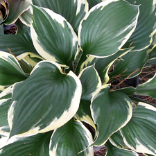 Hosta patriot plantain for sale  UK