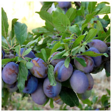 Merryweather damson tree for sale  NEWTOWNARDS