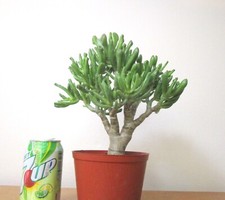 Dwarf jade gollum for sale  Garden Grove