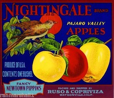 Watsonville california nightin for sale  La Verne