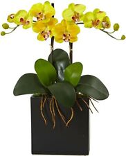 Orchidea gialla semi usato  Villafranca Sicula