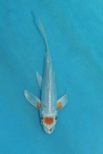 Butterfly tancho kikusui for sale  Estill