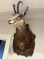 Stunning large chamois for sale  SOLIHULL