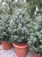 Picea morika zuckerhut gebraucht kaufen  Zetel