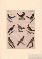 Vögel tafel xvi gebraucht kaufen  Leipzig