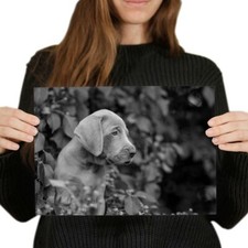 Weimaraner puppy dog for sale  SELBY
