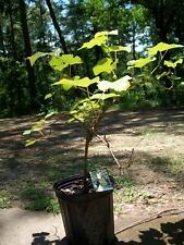 Niagara grape gal. for sale  Ben Wheeler