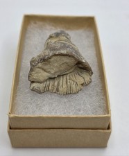 Rocas y minerales: Fossil Shell 2 segunda mano  Embacar hacia Mexico