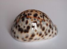 Cypraea tigris d'occasion  Gazeran