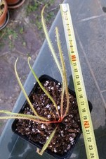 Drosera Regia/ King Sundew  nata da seme/grown from seed na sprzedaż  Wysyłka do Poland