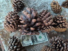 Big medium pine for sale  Lakeland