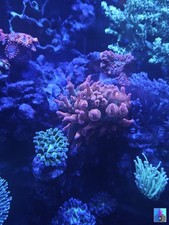 Bubble tip rainbow for sale  WALTHAM CROSS